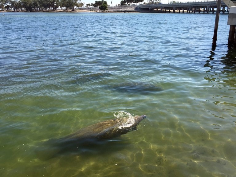 El hambre está matando masivamente al icónico manatí de Florida