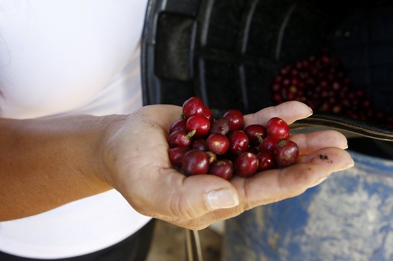 La producción de café de Colombia crece un 11 % en febrero