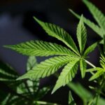 Nueva York legalizan Marihuana