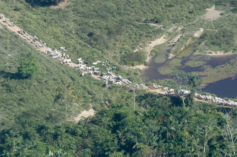 Siete de las diez ciudades de Brasil que más carbono emiten están en la Amazonía