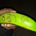 En Chocó ganaron el chance con el 0316 que salió en un plátano
