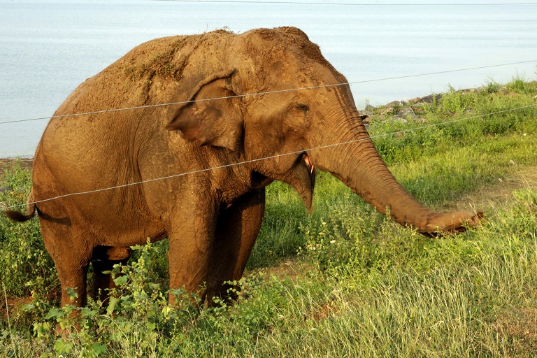 Se electrocuta en una valla Rewatha, un conocido y querido elefante en Sri Lanka