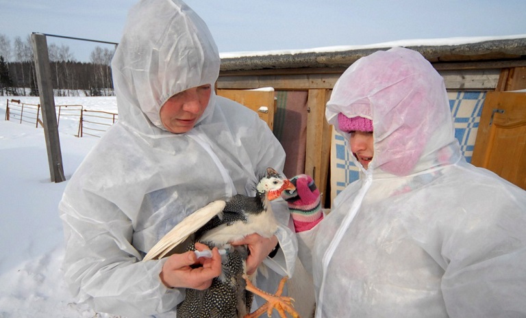 Gripe aviar detectada en granjeros rusos tiene "alta" probabilidad de transmitirse a humanos