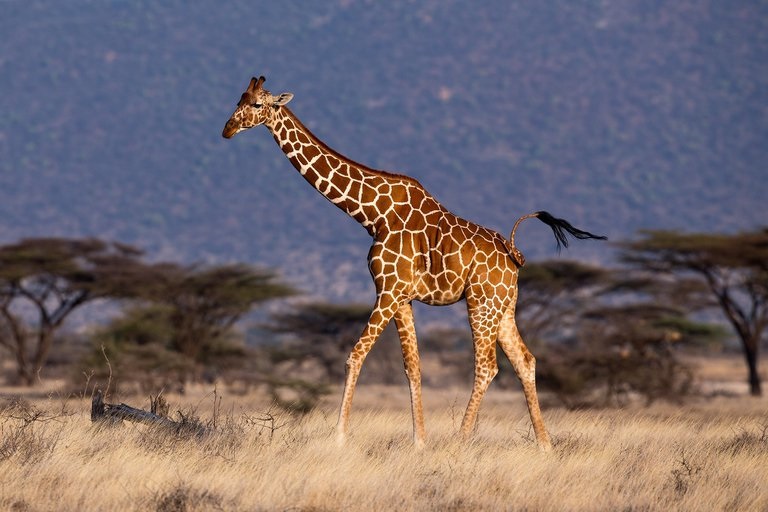 jirafas