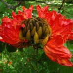 ¿Por qué el tulipán africano puede ser peligroso para los ecosistemas?