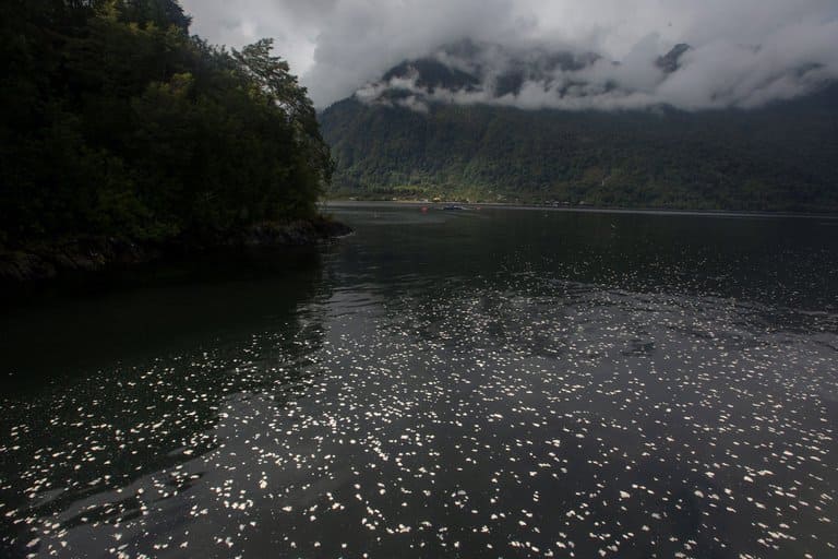 Catástrofe ambiental en Chile por muerte de casi 5.600 toneladas de salmones (1)