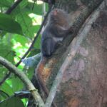 Descubren en Ecuador una nueva especie del primate más pequeño del mundo (1)