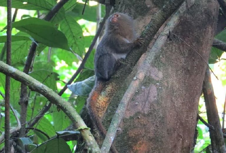 Descubren en Ecuador una nueva especie del primate más pequeño del mundo (1)