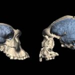 El cerebro humano moderno evolucionó en África hace unos 1,7 millones de años