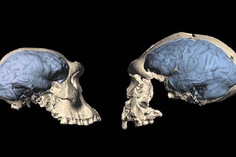 El cerebro humano moderno evolucionó en África hace unos 1,7 millones de años