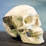 Homo Sapiens