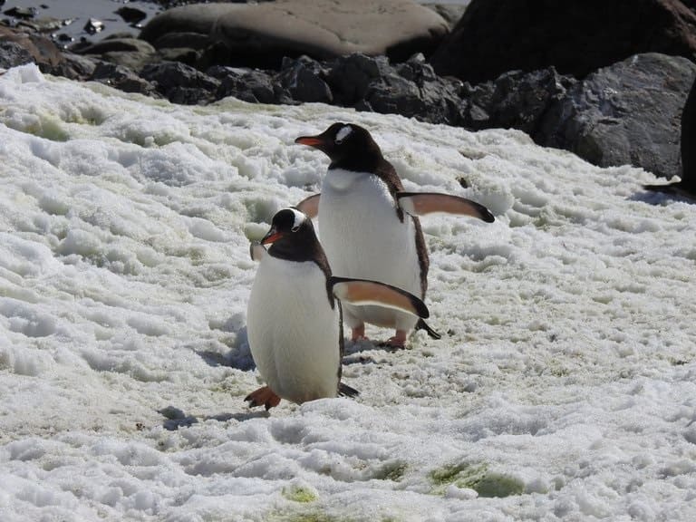 La Antártida, las amenazas persisten 30 años después del Acuerdo de Madrid