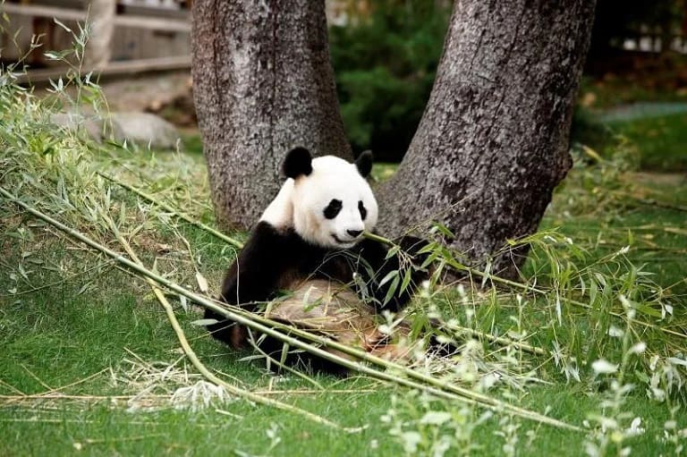 Por primera vez un equipo íntegramente español insemina a una osa panda (1)