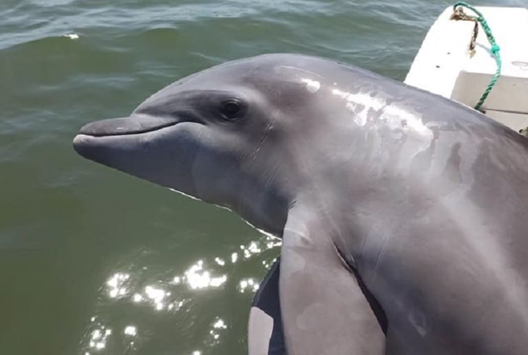 Rescatan a un delfín malherido en Ecuador
