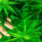 420 y por qué se celebra hoy el Día de la Marihuana