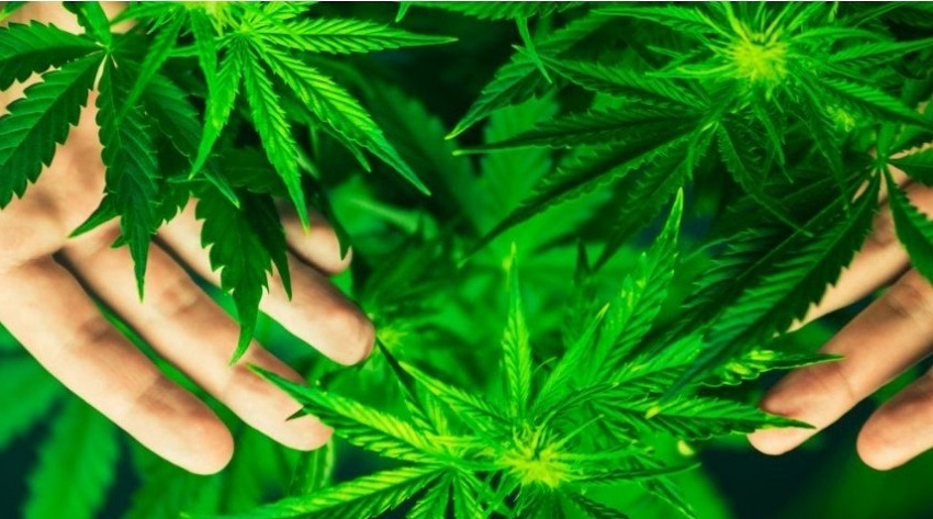 420 y por qué se celebra hoy el Día de la Marihuana
