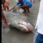 Tiburón es devuelto al mar en Acandí