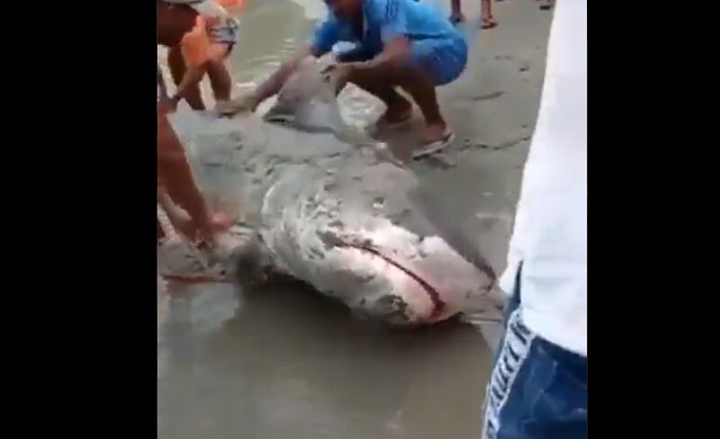 Tiburón es devuelto al mar en Acandí