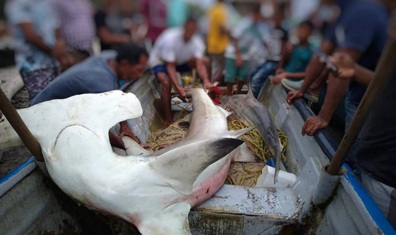 Un tiburón martillo- especie en vía de extinción, murió en las redes de pesca en Los Córdobas