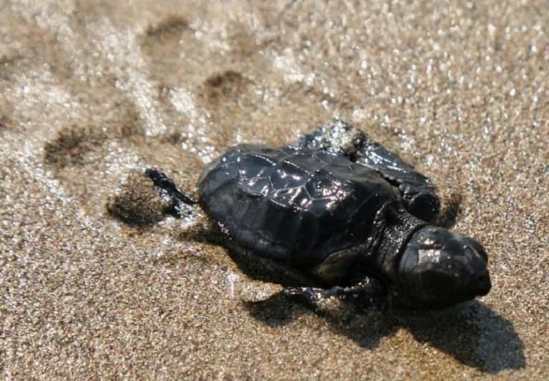 Hallan plastificantes acumulados en las tortugas del Mediterráneo