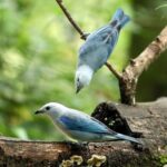 Colombia en aves