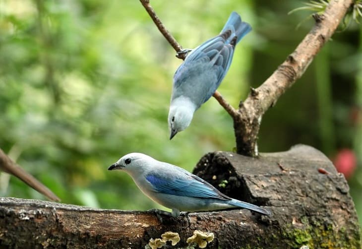 Colombia en aves