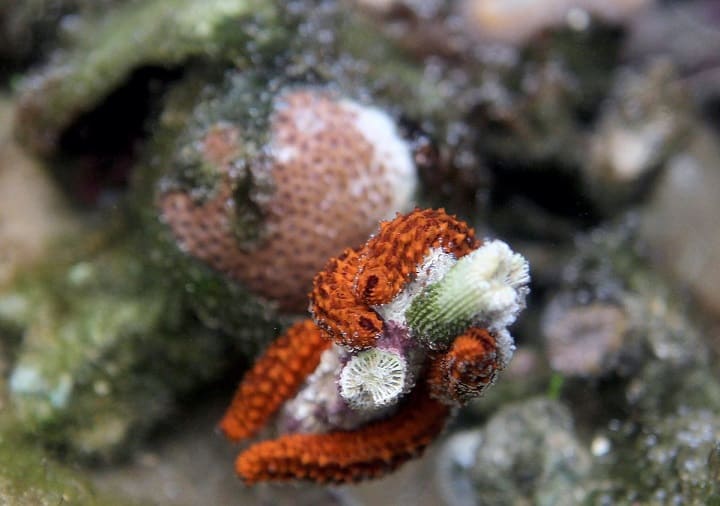 arrecifes de coral