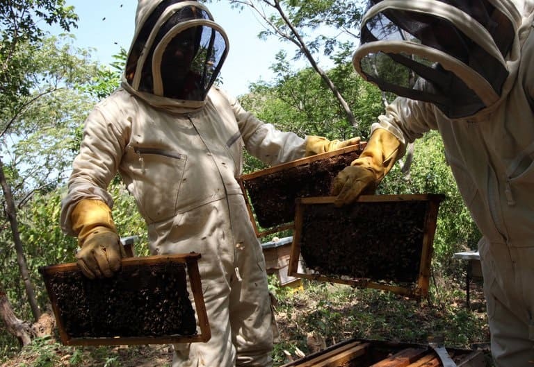 Mejora de genética de abejas hace crecer apicultura en Colombia