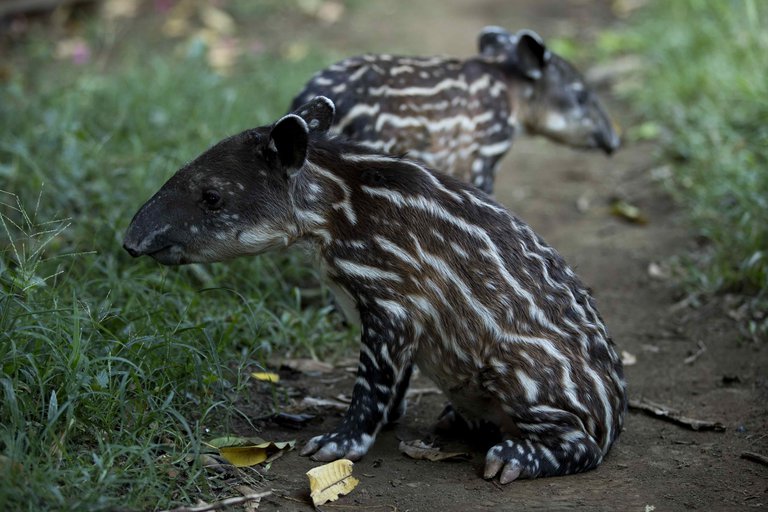 tapires