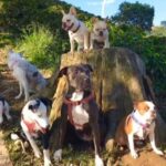 Los perros que se robaron en la vereda Cascajo Arriba