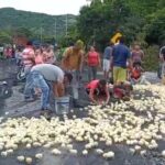 La razón por la que 300 mil pollitos murieron en el Valle del Cauca