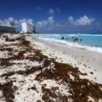 Aumentan las playas con abundante sargazo en el Caribe mexicano