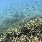 Australia impugnará que la Gran Barrera sea declarada patrimonio en peligro