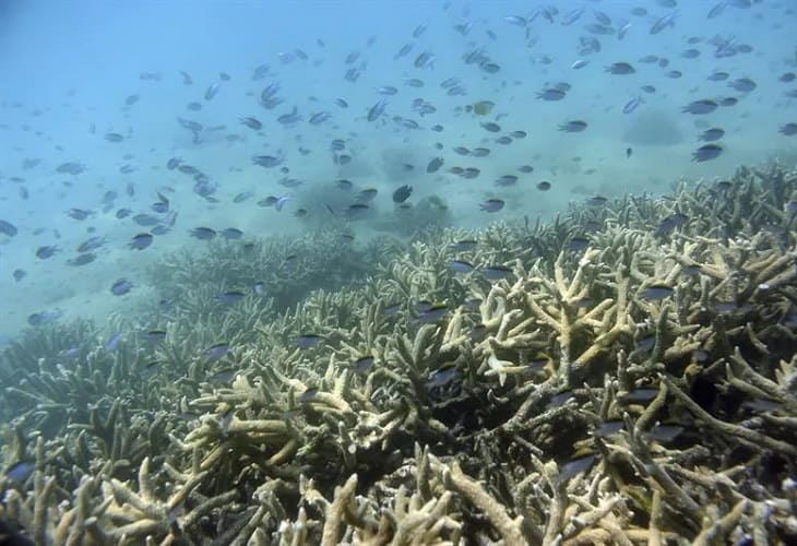 Australia impugnará que la Gran Barrera sea declarada patrimonio en peligro