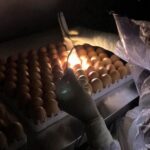 Butanvac - 20 millones de huevos para 40 millones de vacunas anticovid