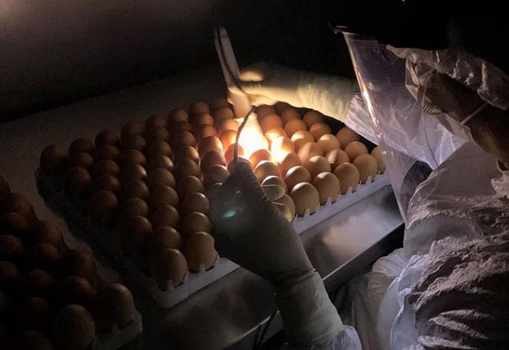 Butanvac - 20 millones de huevos para 40 millones de vacunas anticovid