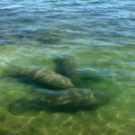 Congresista urge al Gobierno de EE.UU. más protección para los manatíes de Florida