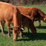 Consumo de carne supone el 45 de huella climática, según Amigos de la Tierra