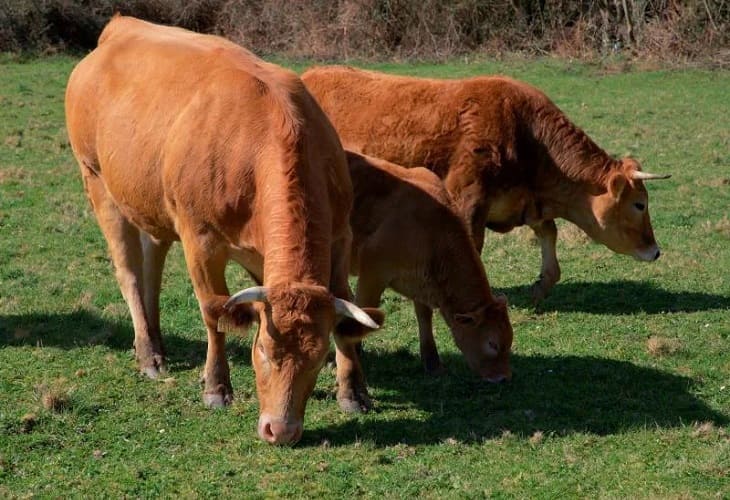 Consumo de carne supone el 45 de huella climática, según Amigos de la Tierra