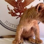 Decomisada una cachorra de león africano en México (1)