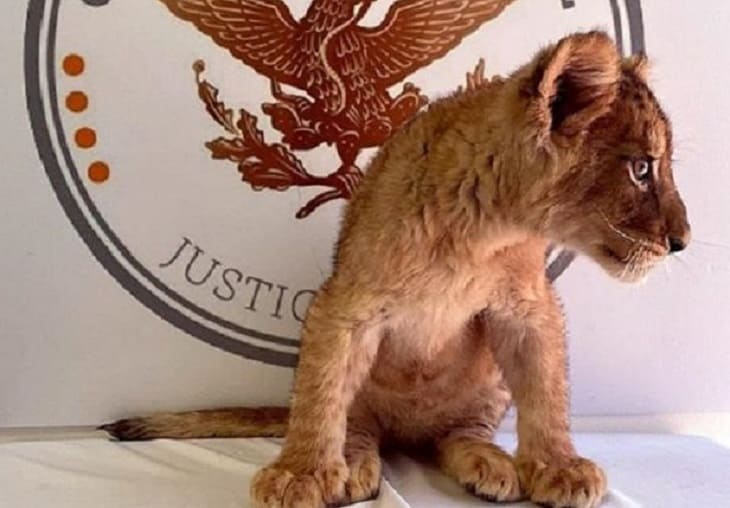 Decomisada una cachorra de león africano en México (1)