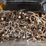 Denuncian a un hombre que intentaba vender 350 kilos de astas de venado