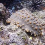 Ecuador abre la pesca controlada de pepinos de mar en una reserva de Galápagos