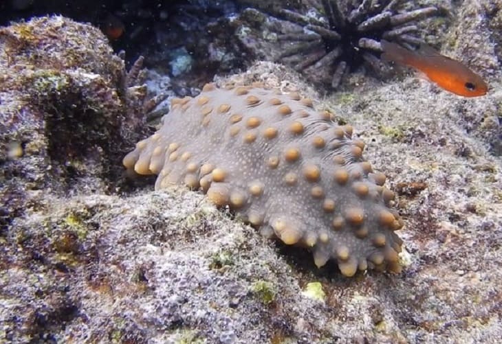 Ecuador abre la pesca controlada de pepinos de mar en una reserva de Galápagos