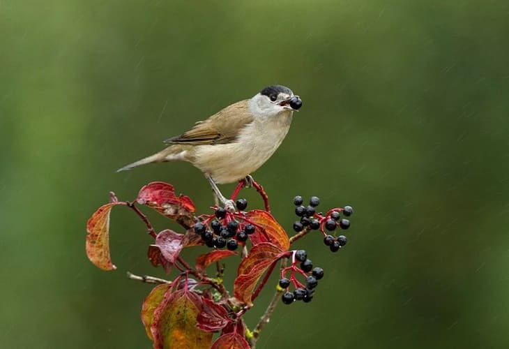 El cambio climático amenaza la dispersión de las plantas que hacen las aves