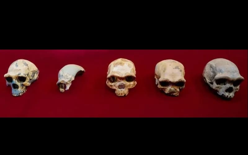 El cráneo de Harbin es una nueva especie humana, la más cercana a nosotros 2