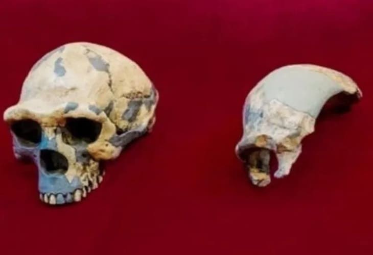 El cráneo de Harbin es una nueva especie humana, la más cercana a nosotros