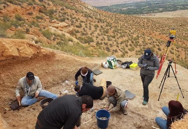 Hallan un nuevo tipo de ejemplar de dientes de sable de hace 2,5 millones años