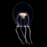 Identifican una nueva especie de medusa y la nombran como el atuendo nupcial japonés