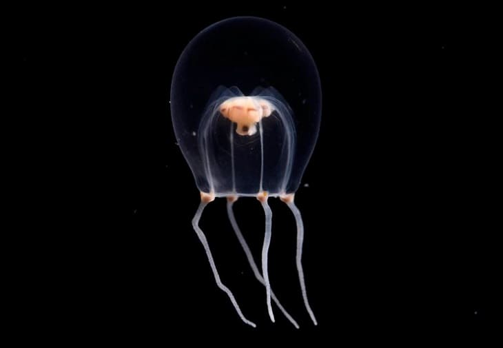 Identifican una nueva especie de medusa y la nombran como el atuendo nupcial japonés
